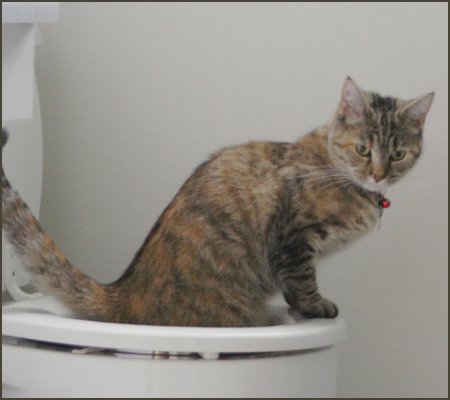 Jan. 27 – Thomas Crapper Day
