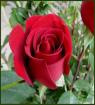June 12 - Red Rose Day