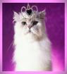 Mar. 28 - Respect Your Cat Day