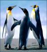Jan. 20 – Penguin Awareness Day
