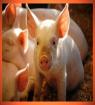 Mar. 01 - Pig Day
