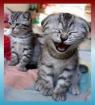 Mar. 19 - Let's Laugh Day