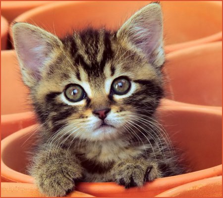Jan. 22 â€“ Answer Your Cats Questions Day