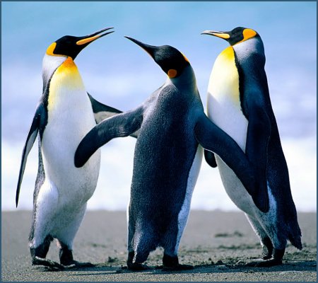 Jan. 20 â€“ Penguin Awareness Day
