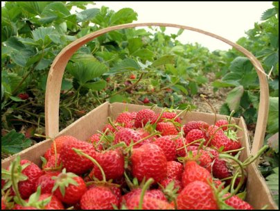 May 20 - Pick Strawberries Day