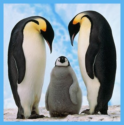 Apr. 25 - World Penguin Day