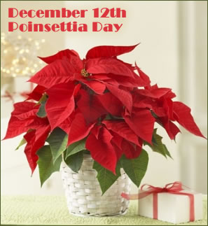 Dec. 12 - Poinsettia Day