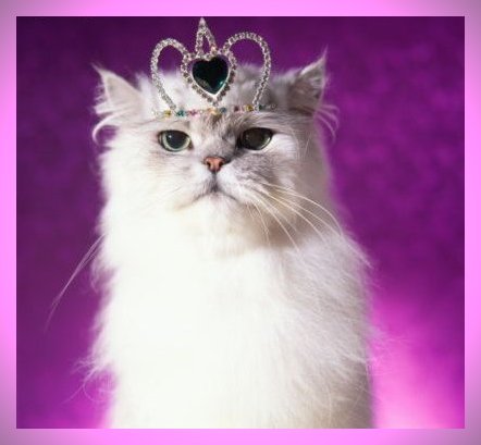 Mar. 28 - Respect Your Cat Day