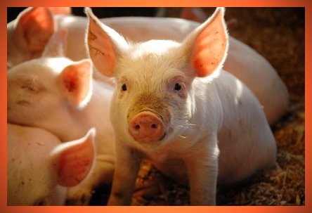 Mar. 01 - Pig Day