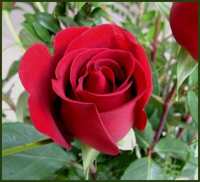 June 12 - Red Rose Day