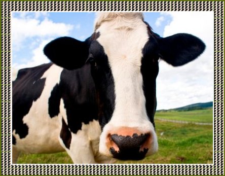 July 12 - Cow Appreciation Day